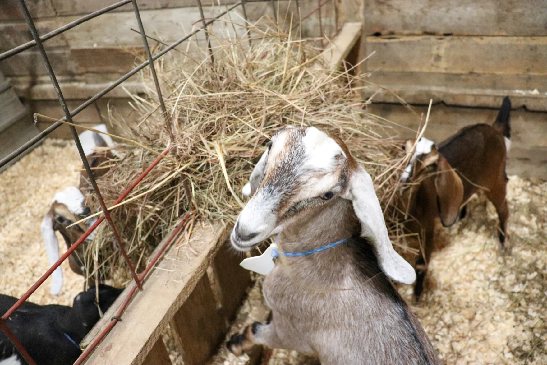 NaTerra's goats