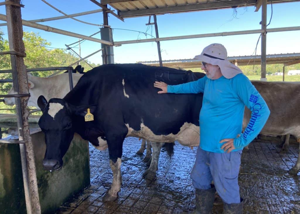 Farmer inspecting a heat-resistant black and white cow in a farm setting.