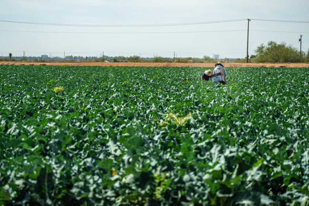 Farmworker in field protesting new overtime law during rally.