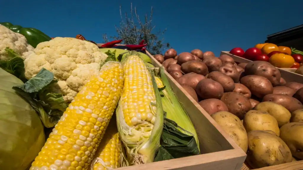 Fresh corn, potatoes, and vegetables at a local Midwest farmers' market.
