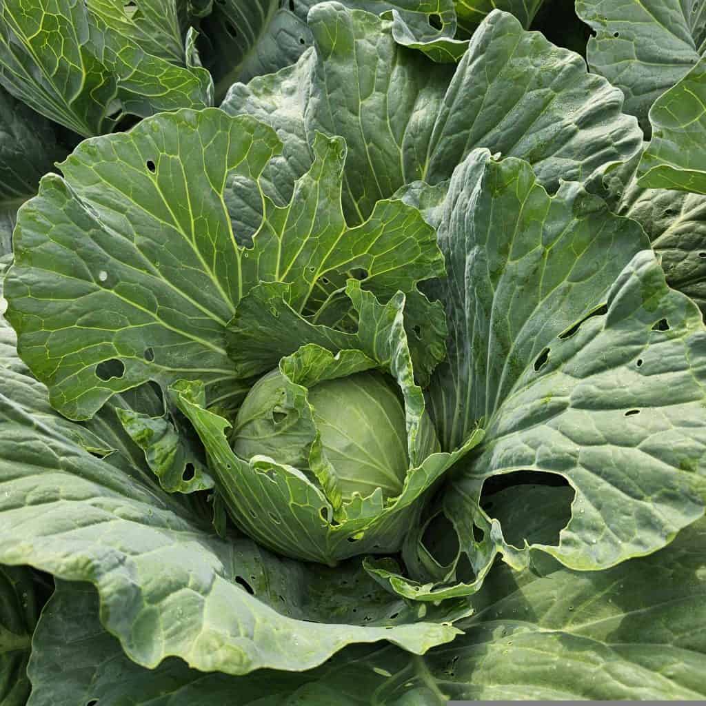 Fresh green cabbage growing in East TN community garden.