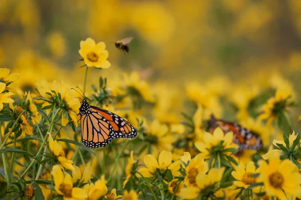 Monarch butterflies among yellow flowers in a vibrant garden scene.