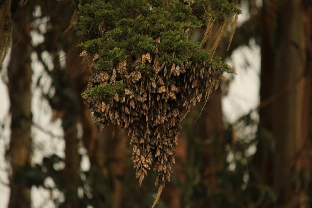 monarcas en arbusto (1)